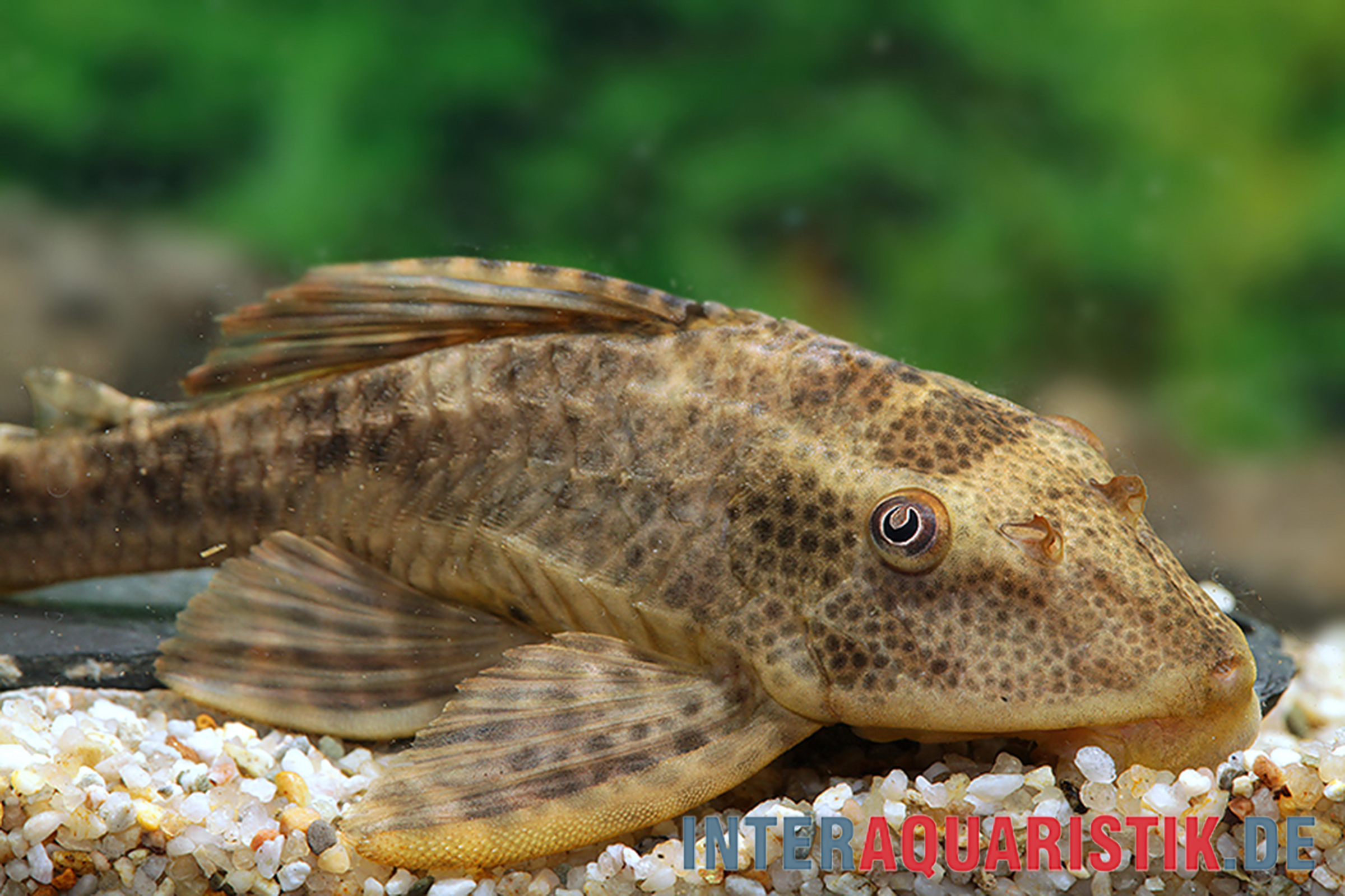 Borstennasenwels auf Aquariumkies